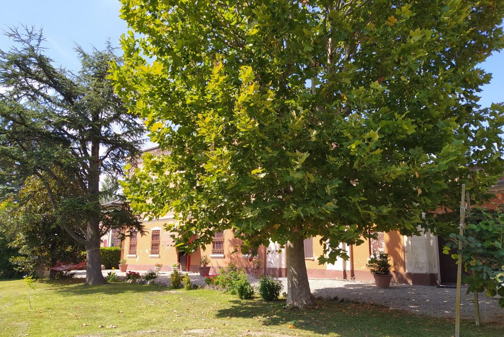 In questa foto si può quasi sentire l'odore dei fiori appena sbocciati, e dell'erba appena tagliata, un grande albero si innalza coprendo, sebbene in parte, il retro della casa famiglia, di fatti si può intravedere le finestre disposte in maniera ordinata e il portone molto ampio.